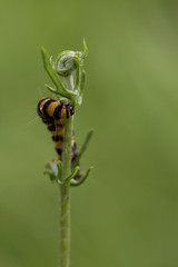 Cinnabar moth caterpillar