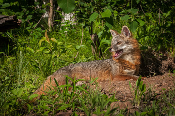 Grey Fox Vixen (Urocyon cinereoargenteus) Lying Down Head Up