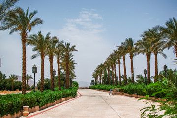 Palm road with bushes and far mountains