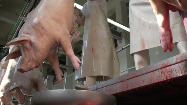 Workers prepare raw pork meat for delivery to stores
