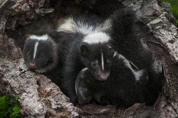 Striped Skunk (Mephitis mephitis) Mother Hangs on to Kit