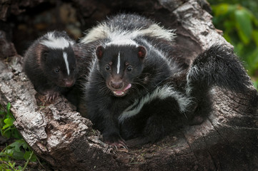 Striped Skunk (Mephitis mephitis) Mother Sits on Kit