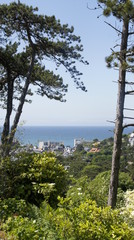 Vue d'une forêt vers une ville en bord de mer 