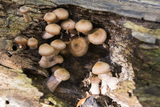 Mushrooms in Maple forest