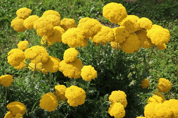  Achillea filipendulina blooming in summer © ClaraNila