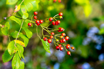 Wild Berries