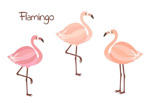 Cute flamingo birds