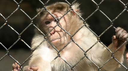 monkey behind bars