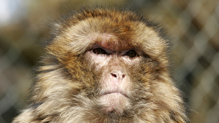 Obraz premium monkey