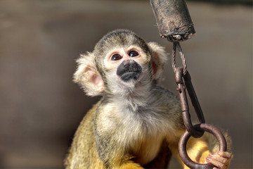 Squirrel monkeys