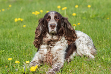 Brown spotted russian spaniel lays on the green grass