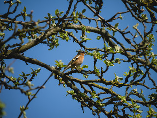 Buchfink Rügen Insel Hiddensee