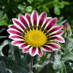 Gazanie - Gazania - Mittagsgold blüht rot auf 