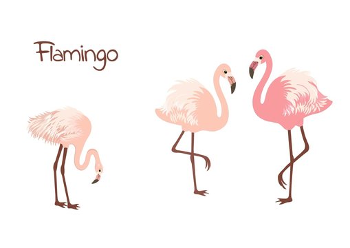 Cute flamingo birds