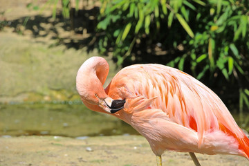 Fototapeta na wymiar Flamingo putzt sich die Federn 