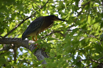 Kingfisher bird