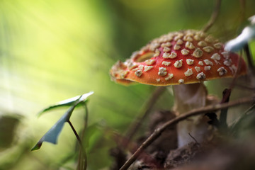 Amanite tue-mouches en gros plan