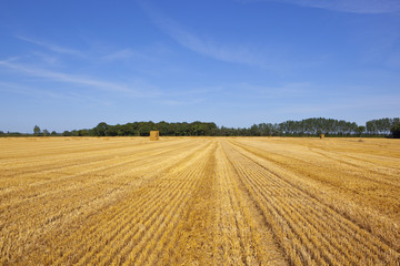 golden harvest with woods