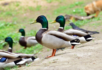 Male wild ducks staying on the ground 