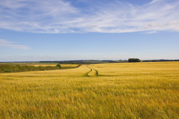 Fototapeta na wymiar vale of york barley