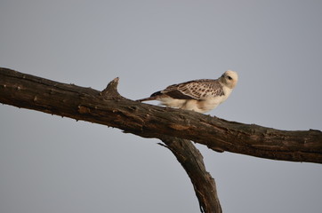 White Eagle Shivalik mountains