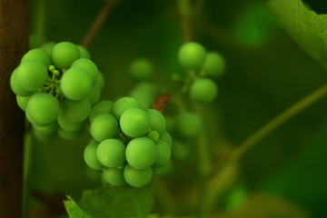 Bunch Of Green Grapes