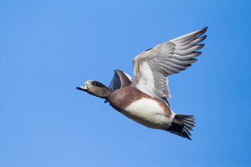 Male American Wigeon in flight against blue sky