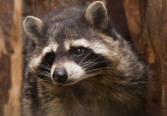 Raccoon