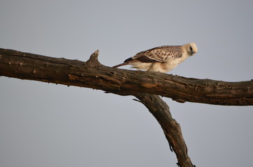 White Eagle Shivalik mountains