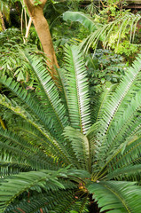 Plants in a tropical ravine rainforest