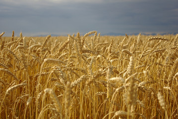 wheat field background © hamsterino