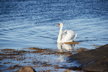 Swan in the shore