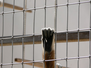 Tiere in Gefangenschaft