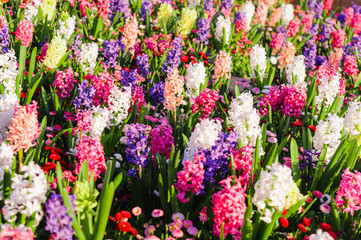 Bed of bright, multicoloured hyacinth flowers