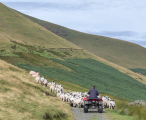 Farmer herding sheep using quad bike and dogs