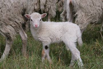 Lamm