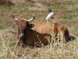 Vache, bœuf avec héron garde-bœuf