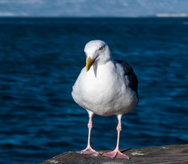 Seagull