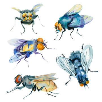 Watercolor painting. Set of sketches of flies on white background. 