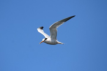 Elegant Tern (Sterna elegans)