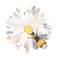 Realistic vector bee (bumblebee) on the flower, collecting nectar (honey). Flat vintage style, isolated on white. Soft, pleasant colors