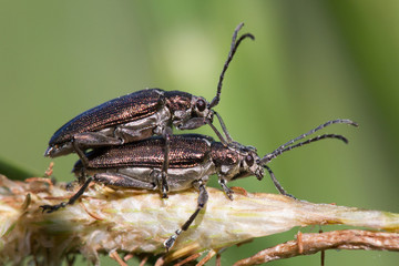 Copulating Aquatic Leaf Beetles