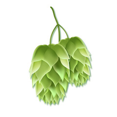 Realistic vector illustration of a hops for beer. Green 3d plant on white background