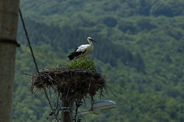 Stork standing in its nest in summer weather,  Dushantsi village, Central Balkan mountain, Stara Planina, Bulgaria   