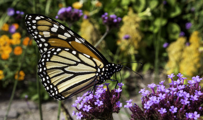 Monarch butterfly 