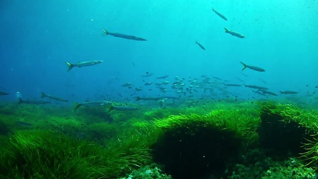 Underwater barracudas school in a very green posidonia field Scuba diving in the Mediterranean sea