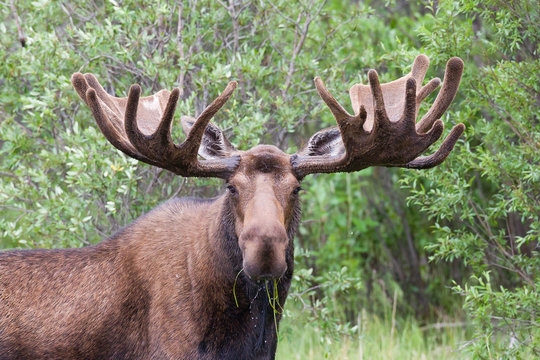 Bull Moose with velvety antlers