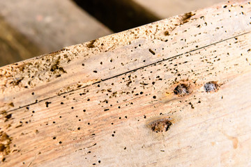 Holes left by woodworm on a very old wooden desk.