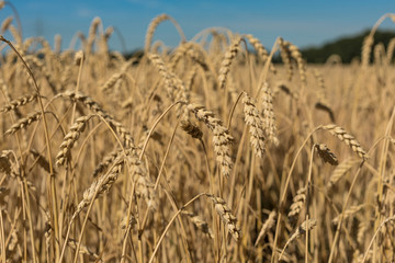 Golden Wheat field during Summer / Cornfield