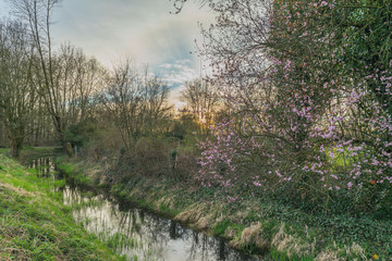 Spring Landscape With Blossoming Tree At A Small Creek